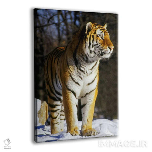 تابلو ببر اثر هنرمند ناشناس - نمای پرسپکتیو محصول