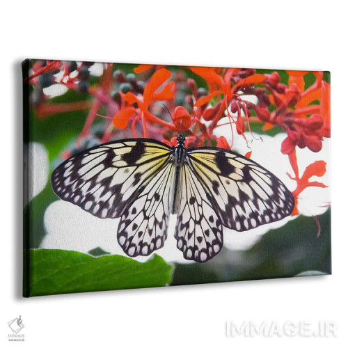 تابلو پروانه سفید اثر هنرمند ناشناس - نمای پرسپکتیو محصول