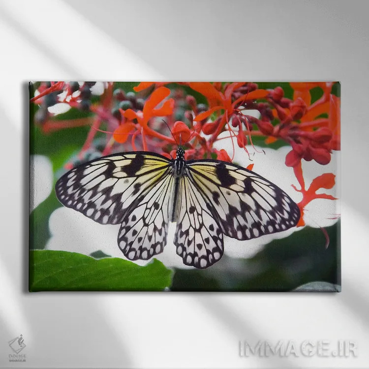 تابلو پروانه سفید اثر هنرمند ناشناس - نمای روبهرو روی دیوار
