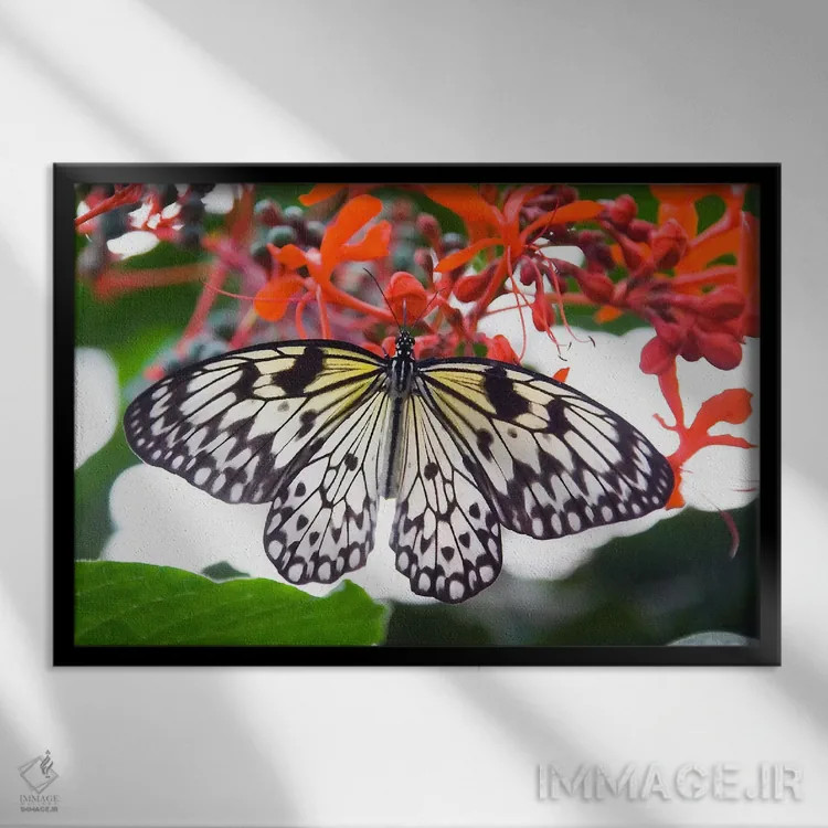 تابلو پروانه سفید اثر هنرمند ناشناس - نمای قابدار مشکی