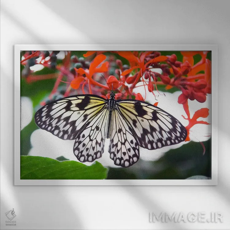 تابلو پروانه سفید اثر هنرمند ناشناس - نمای قابدار سفید