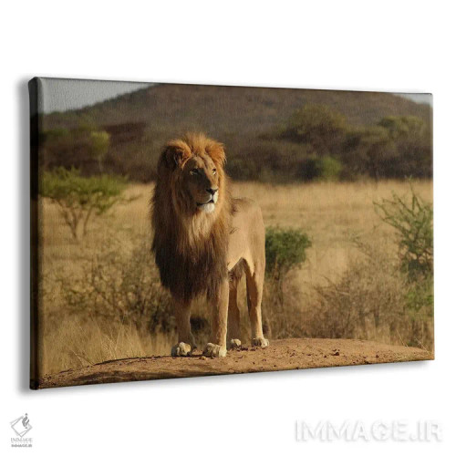 تابلو شیر آفریقایی اثر هنرمند ناشناس - نمای پرسپکتیو محصول