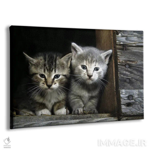 تابلو بچهگربهها اثر هنرمند ناشناس - نمای پرسپکتیو محصول