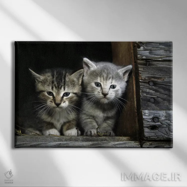 تابلو بچهگربهها اثر هنرمند ناشناس - نمای روبهرو روی دیوار