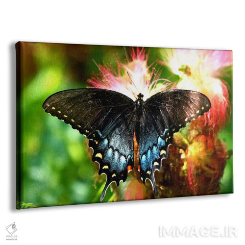تابلو پروانه دمچلچلهای اثر هنرمند ناشناس - نمای پرسپکتیو محصول