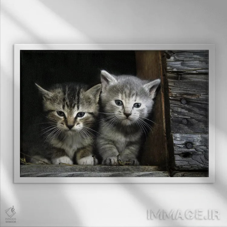 تابلو بچهگربهها اثر هنرمند ناشناس - نمای قابدار سفید