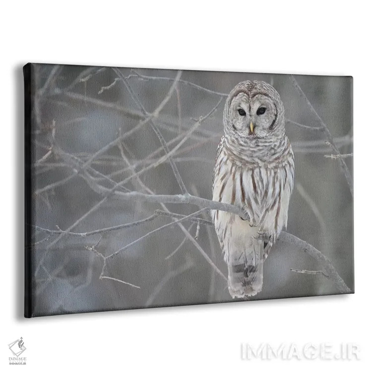 تابلو جغد باربد روی شاخهها اثر هنرمند ناشناس - نمای پرسپکتیو محصول