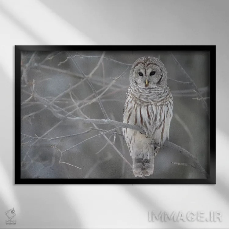 تابلو جغد باربد روی شاخهها اثر هنرمند ناشناس - نمای قابدار مشکی