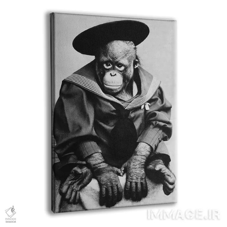 تابلو میمون با لباس فارغالتحصیلی (عکس قدیمی) اثر هنرمند ناشناس - نمای پرسپکتیو محصول