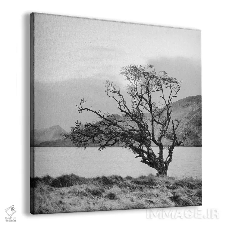 تابلو درخت کانمارا ۱ اثر جفری آنسل آگرونس - نمای پرسپکتیو محصول