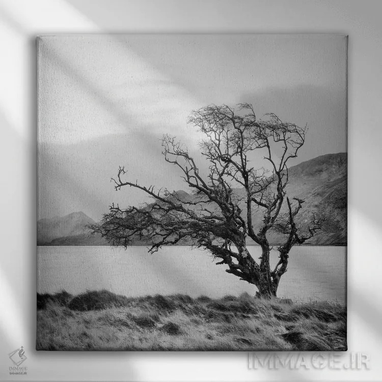 تابلو درخت کانمارا ۱ اثر جفری آنسل آگرونس - نمای روبهرو روی دیوار