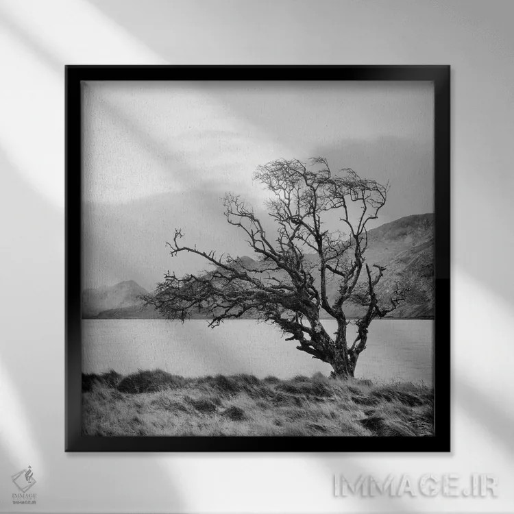 تابلو درخت کانمارا ۱ اثر جفری آنسل آگرونس - نمای قابدار مشکی