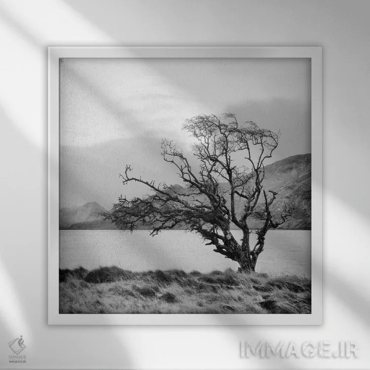 تابلو درخت کانمارا ۱ اثر جفری آنسل آگرونس - نمای قابدار سفید