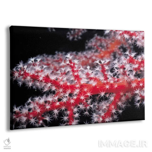 تابلو مرجان قرمز گورگونی اثر هنرمند ناشناس - نمای پرسپکتیو محصول