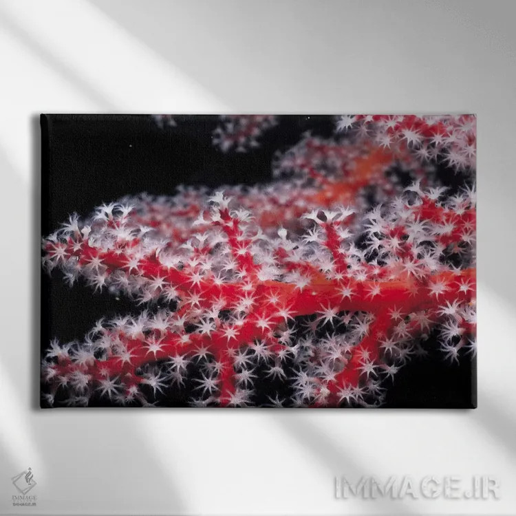 تابلو مرجان قرمز گورگونی اثر هنرمند ناشناس - نمای روبهرو روی دیوار
