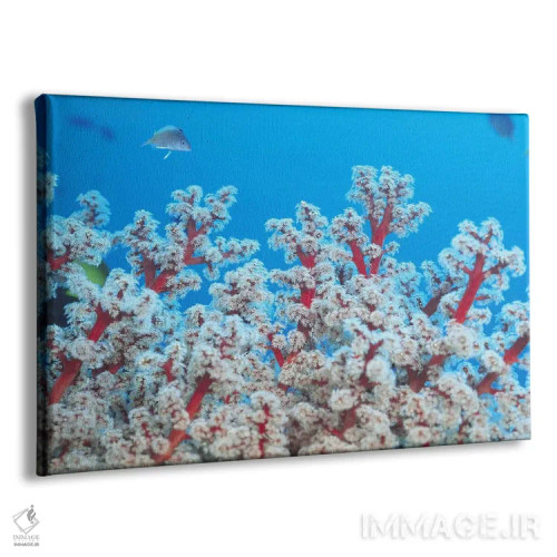 تابلو مرجان گورگونی قرمز و سفید اثر هنرمند ناشناس - نمای پرسپکتیو محصول