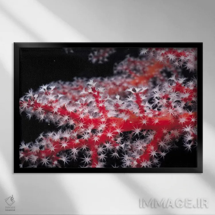 تابلو مرجان قرمز گورگونی اثر هنرمند ناشناس - نمای قابدار مشکی