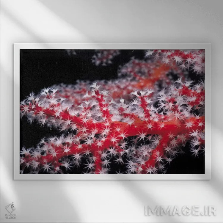 تابلو مرجان قرمز گورگونی اثر هنرمند ناشناس - نمای قابدار سفید