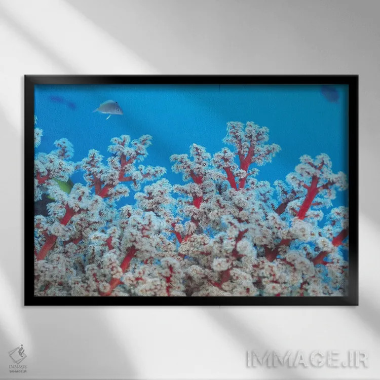 تابلو مرجان گورگونی قرمز و سفید اثر هنرمند ناشناس - نمای قابدار مشکی