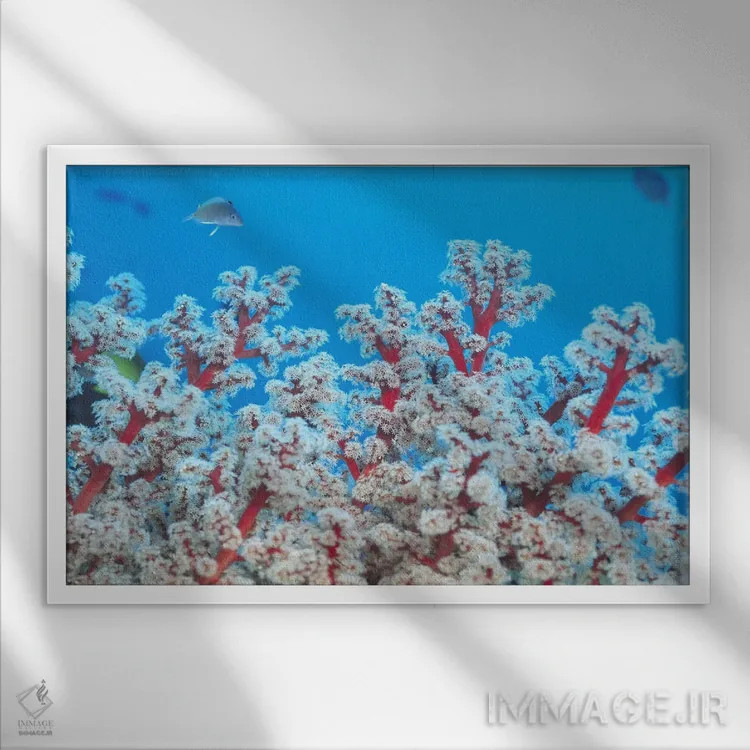 تابلو مرجان گورگونی قرمز و سفید اثر هنرمند ناشناس - نمای قابدار سفید