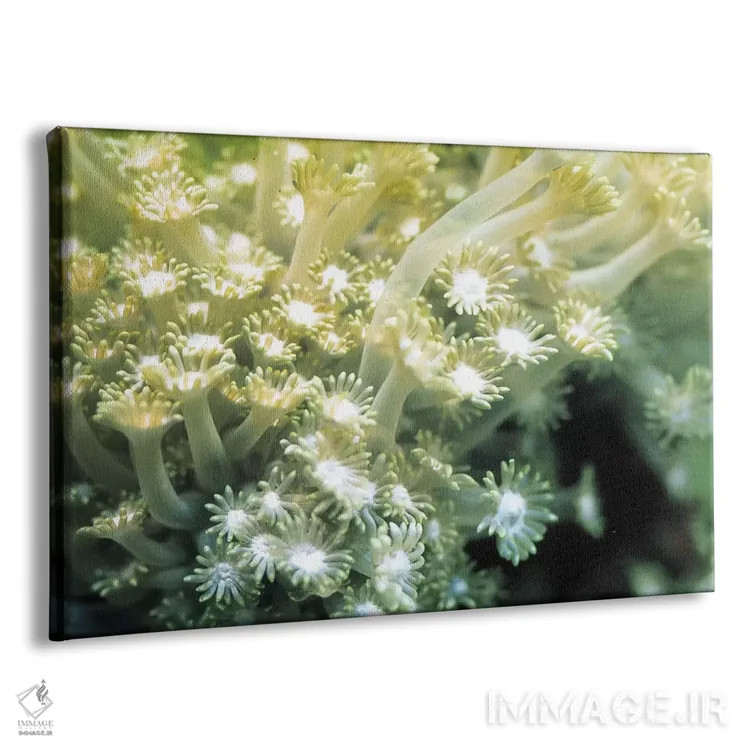 تابلو مرجان سبز گونیاوپورا اثر هنرمند ناشناس - نمای پرسپکتیو محصول