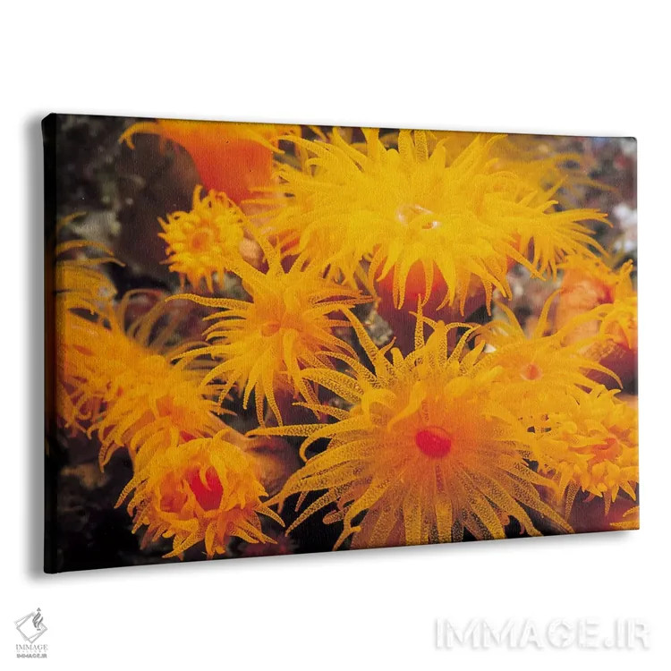 تابلو مرجان نعلبکی نارنجی اثر هنرمند ناشناس - نمای پرسپکتیو محصول