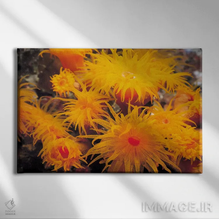 تابلو مرجان نعلبکی نارنجی اثر هنرمند ناشناس - نمای روبهرو روی دیوار