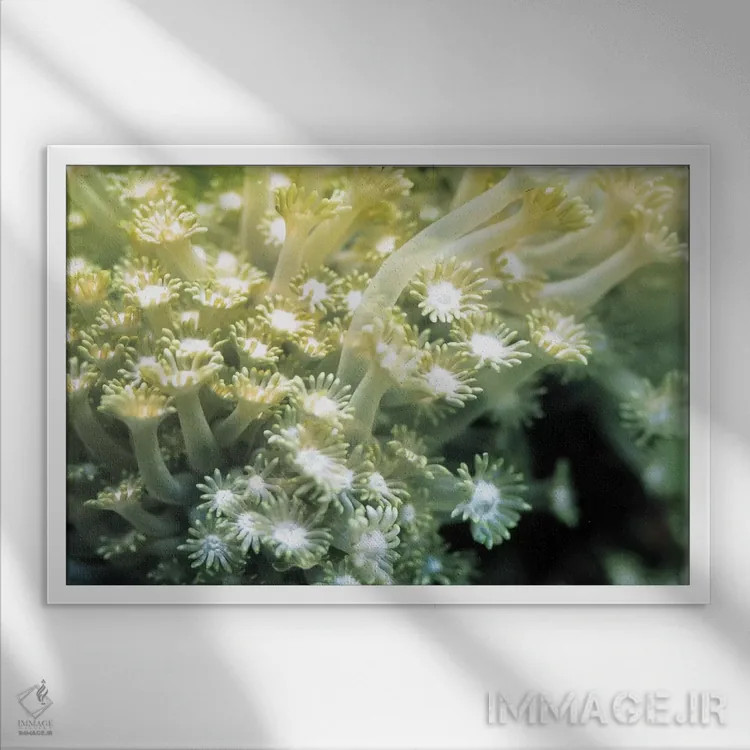 تابلو مرجان سبز گونیاوپورا اثر هنرمند ناشناس - نمای قابدار سفید