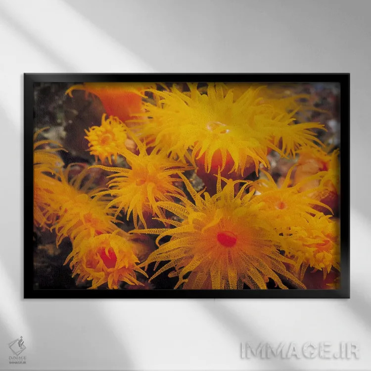 تابلو مرجان نعلبکی نارنجی اثر هنرمند ناشناس - نمای قابدار مشکی