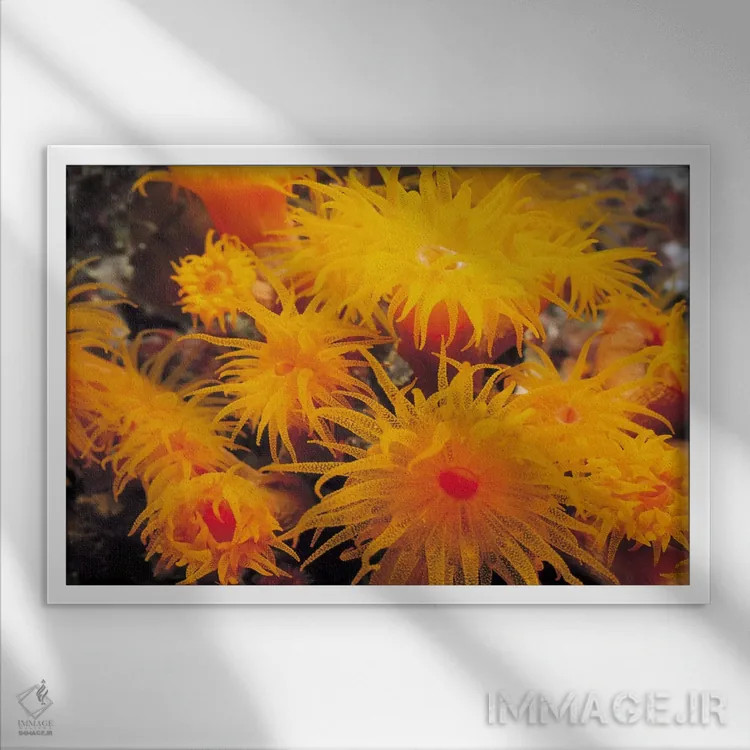 تابلو مرجان نعلبکی نارنجی اثر هنرمند ناشناس - نمای قابدار سفید