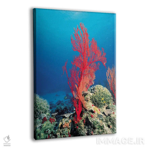 تابلو مرجان قرمز اثر هنرمند ناشناس - نمای پرسپکتیو محصول