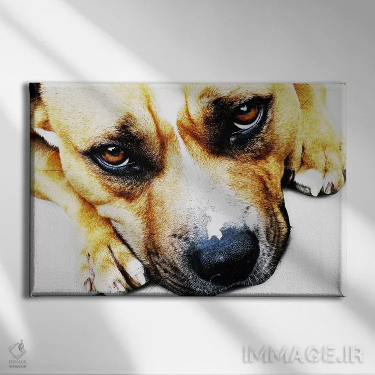 تابلو چشمان بول تریر اثر مایکل تامپست - نمای روبهرو روی دیوار