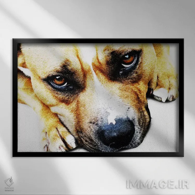 تابلو چشمان بول تریر اثر مایکل تامپست - نمای قابدار مشکی