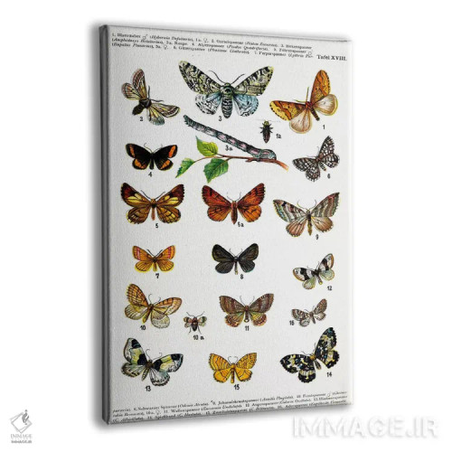 تابلو پروانههای اروپایی اثر هنرمند ناشناس - نمای پرسپکتیو محصول