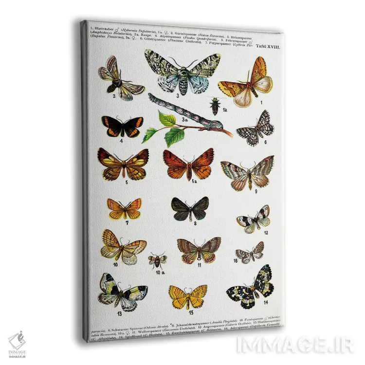 تابلو پروانههای اروپایی اثر هنرمند ناشناس - نمای پرسپکتیو محصول