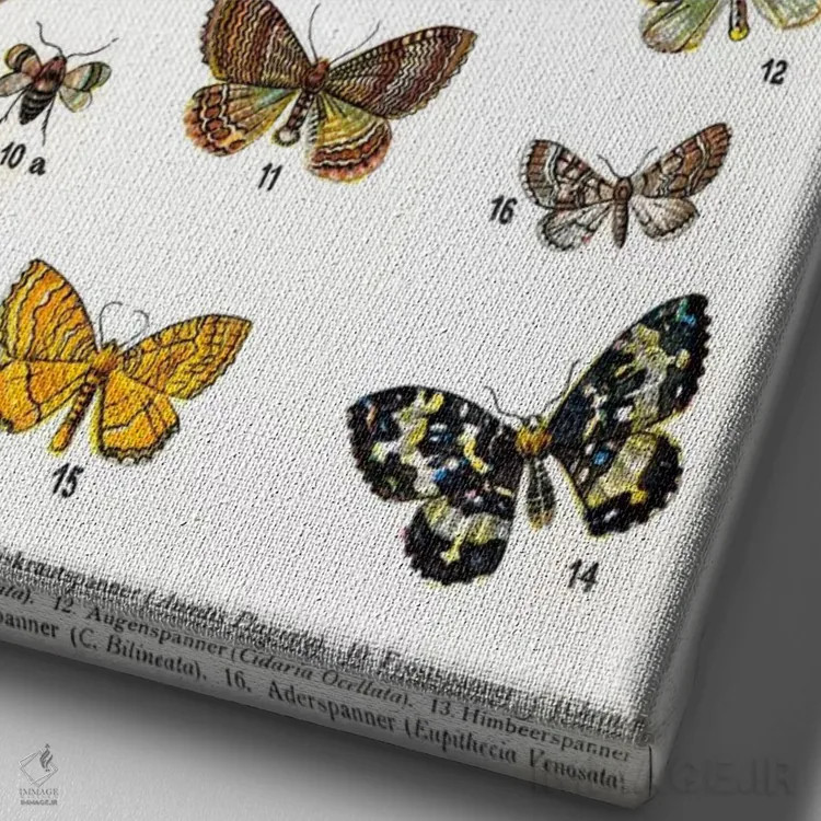 تابلو پروانههای اروپایی اثر هنرمند ناشناس - نمای نزدیک بافت بوم