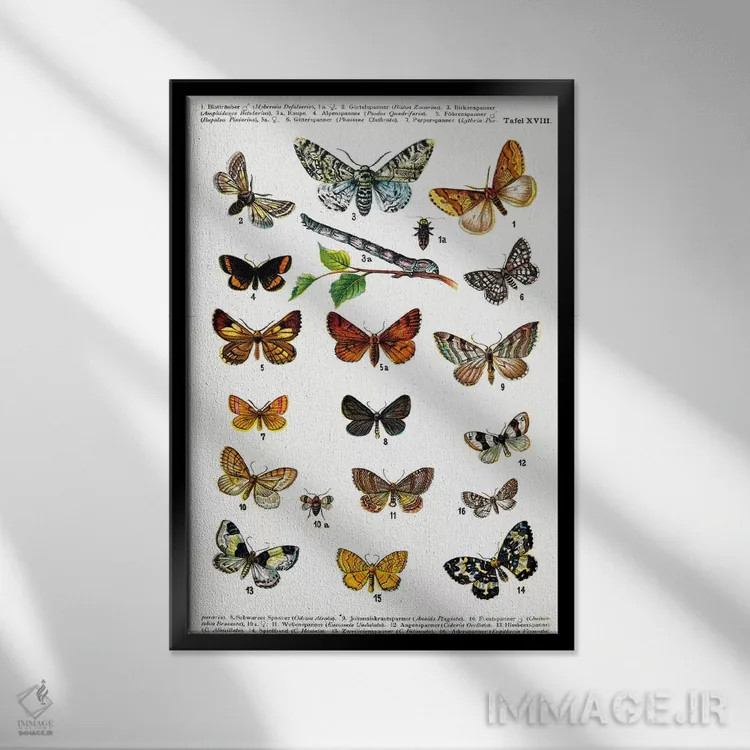 تابلو پروانههای اروپایی اثر هنرمند ناشناس - نمای قابدار مشکی