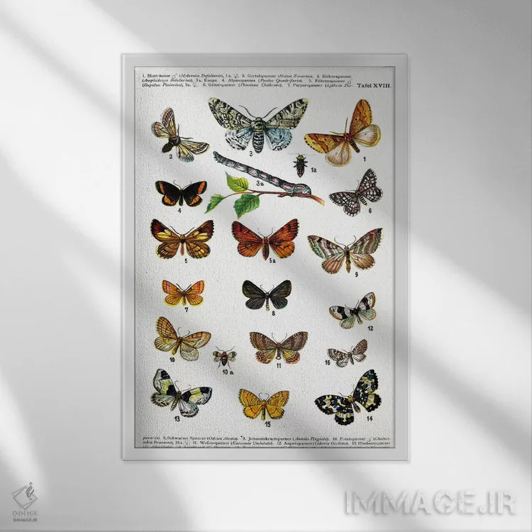 تابلو پروانههای اروپایی اثر هنرمند ناشناس - نمای قابدار سفید