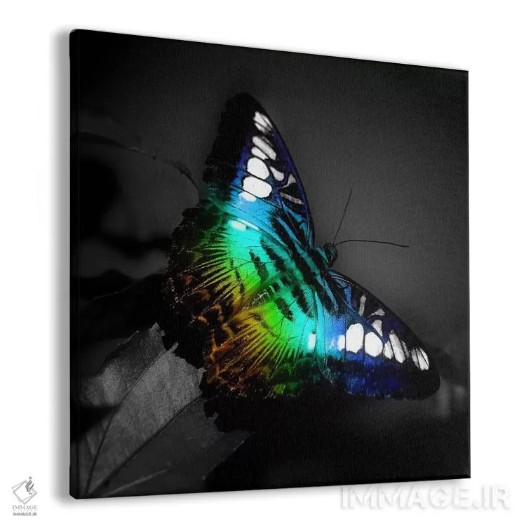 تابلو عکس پروانهٔ رنگی اثر هنرمند ناشناس - نمای پرسپکتیو محصول