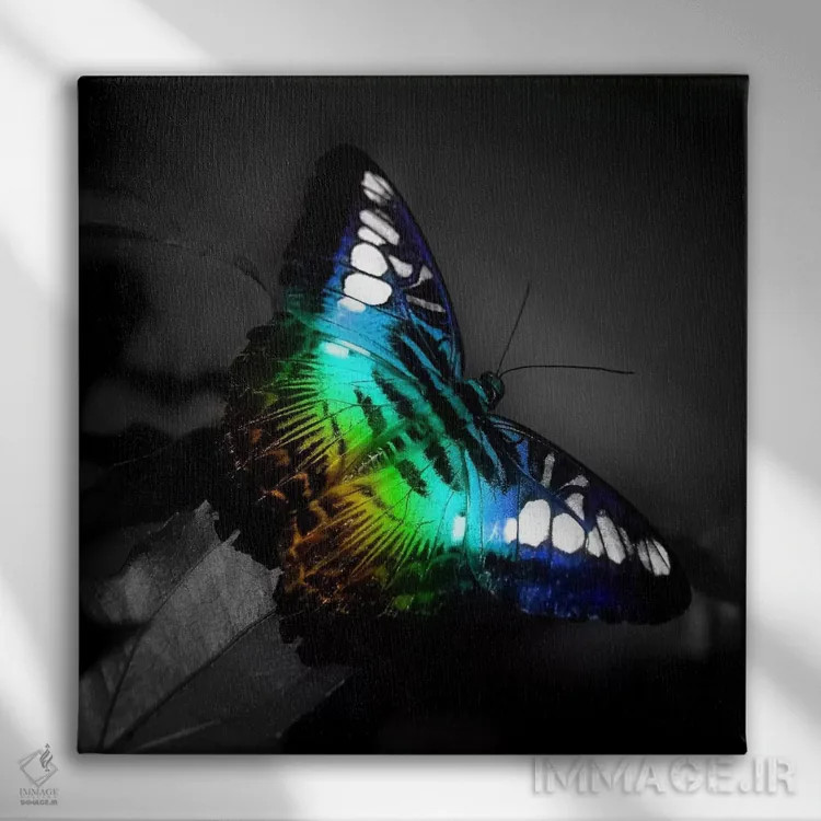 تابلو عکس پروانهٔ رنگی اثر هنرمند ناشناس - نمای روبهرو روی دیوار