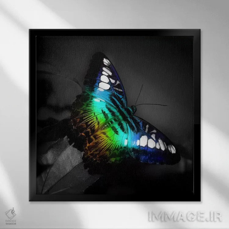 تابلو عکس پروانهٔ رنگی اثر هنرمند ناشناس - نمای قابدار مشکی