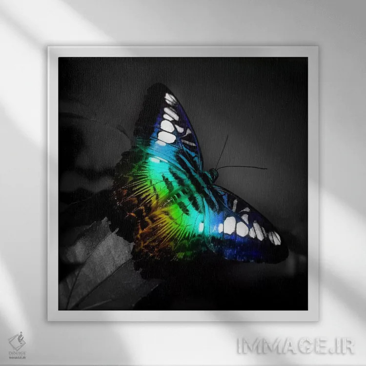 تابلو عکس پروانهٔ رنگی اثر هنرمند ناشناس - نمای قابدار سفید