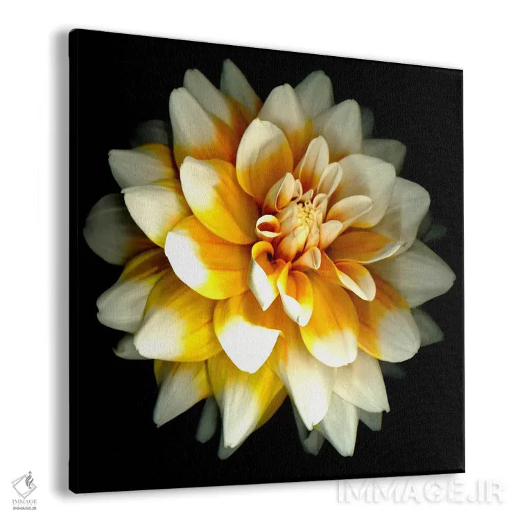 تابلو دالیا (نام گل) اثر سوزان بارمون - نمای پرسپکتیو محصول