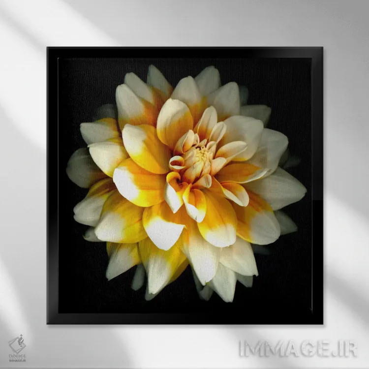 تابلو دالیا (نام گل) اثر سوزان بارمون - نمای قابدار مشکی