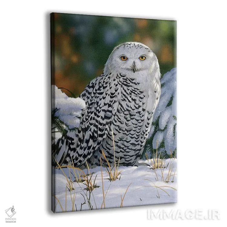 تابلو جغد برفی اثر ویلیام واندر داسون - نمای پرسپکتیو محصول