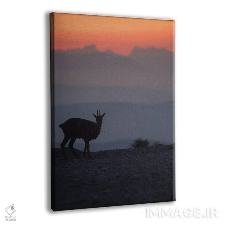 تابلو گاومیش رو به کوهها I اثر آنابل شابر - نمای پرسپکتیو محصول