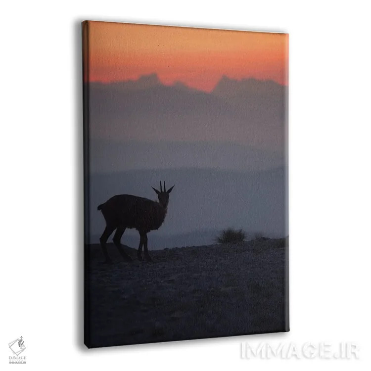 تابلو گاومیش رو به کوهها I اثر آنابل شابر - نمای پرسپکتیو محصول