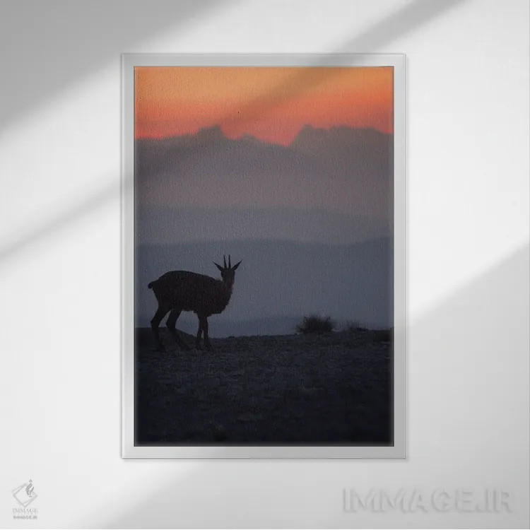 تابلو گاومیش رو به کوهها I اثر آنابل شابر - نمای قابدار سفید