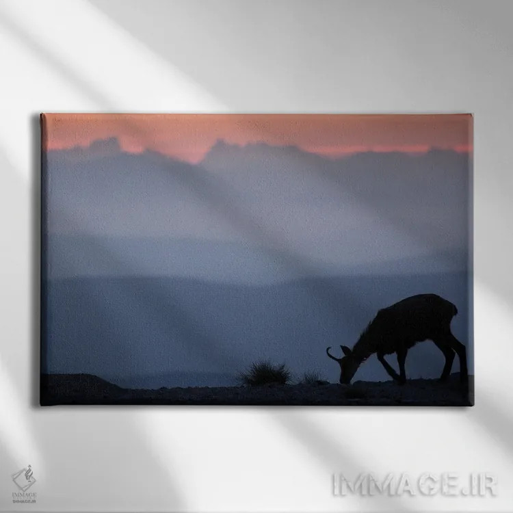 تابلو شاموا رو به کوهها II (نوع بز کوهی) اثر آنابل شابر - نمای روبهرو روی دیوار