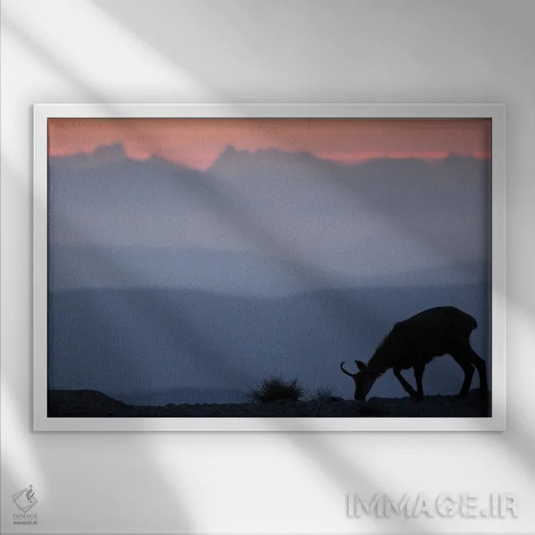 تابلو شاموا رو به کوهها II (نوع بز کوهی) اثر آنابل شابر - نمای قابدار سفید